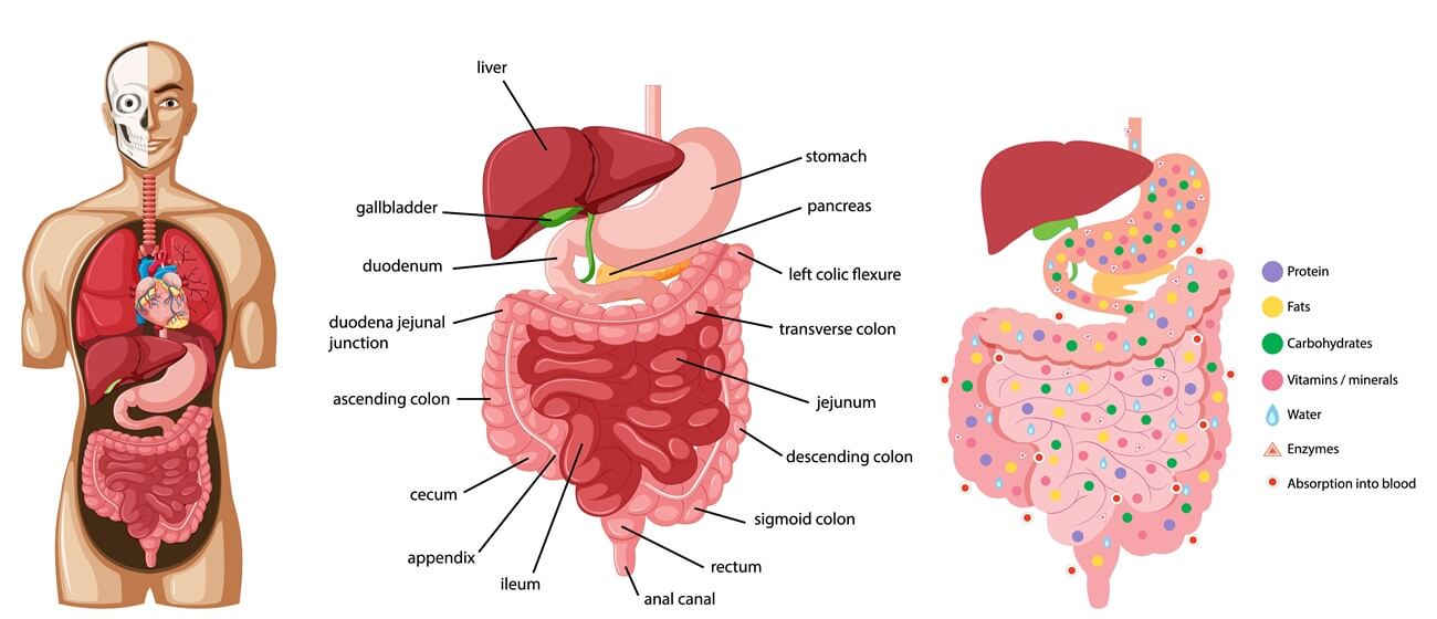 Liver And Gastro Clinic In Nanded